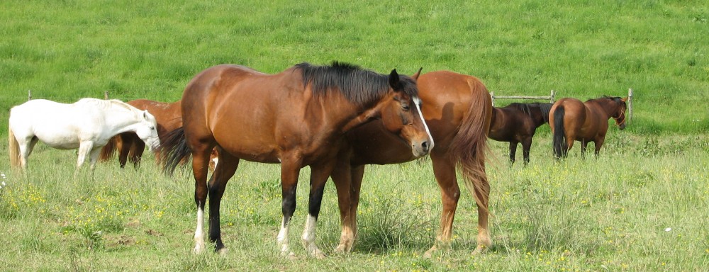 GilMar Stables Horse Boarding